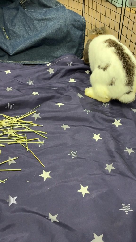 牧草嫌いのうさぎ