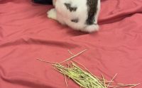 チモシー食べないうさぎ