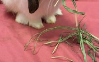 牧草を食べるうさぎ