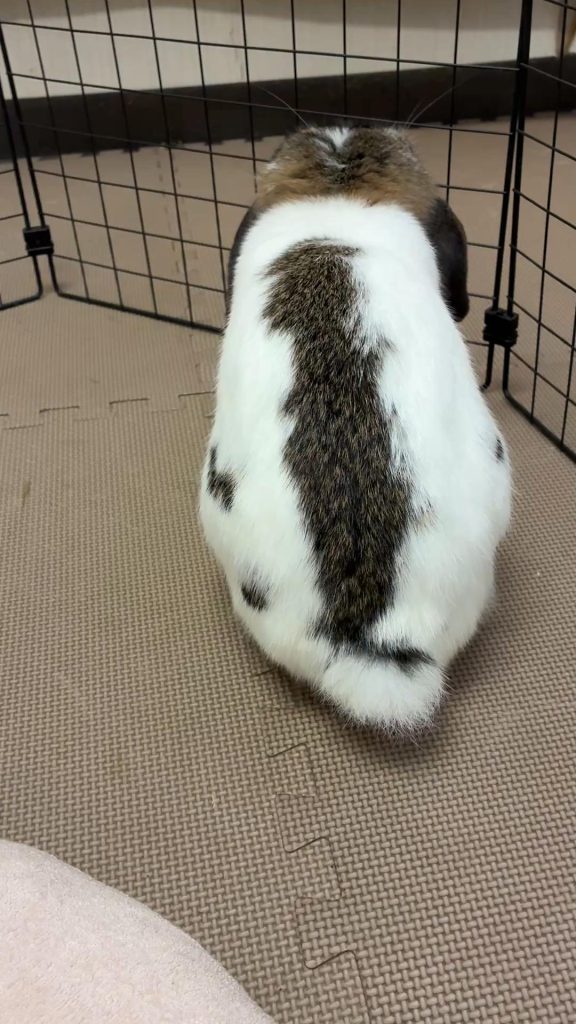 チモシー食べないうさぎ