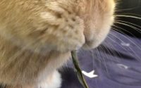 食事するうさぎ