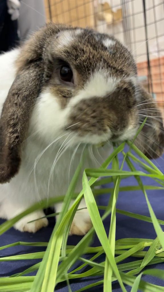 生チモシーを食べるうさぎ