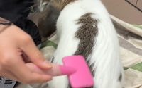 ブラッシングされるうさぎ
