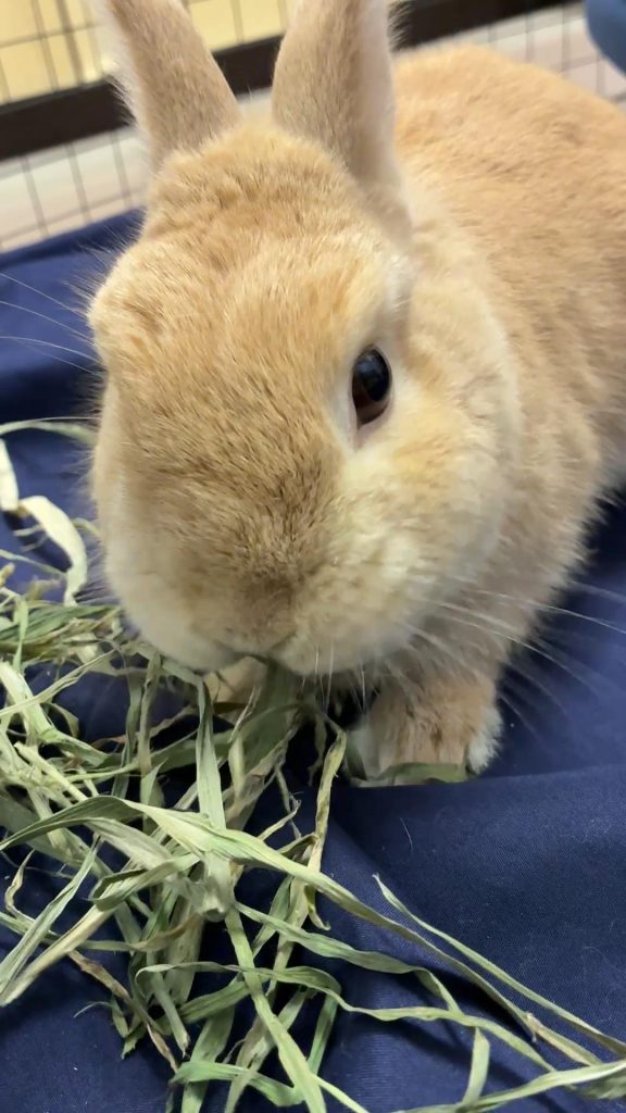 牧草食べるうさぎ