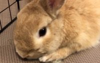食欲ないうさぎ