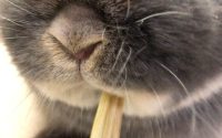 オーツヘイ食べるうさぎ