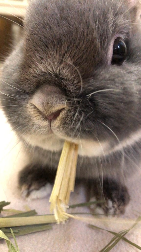 オーツヘイ食べるうさぎ