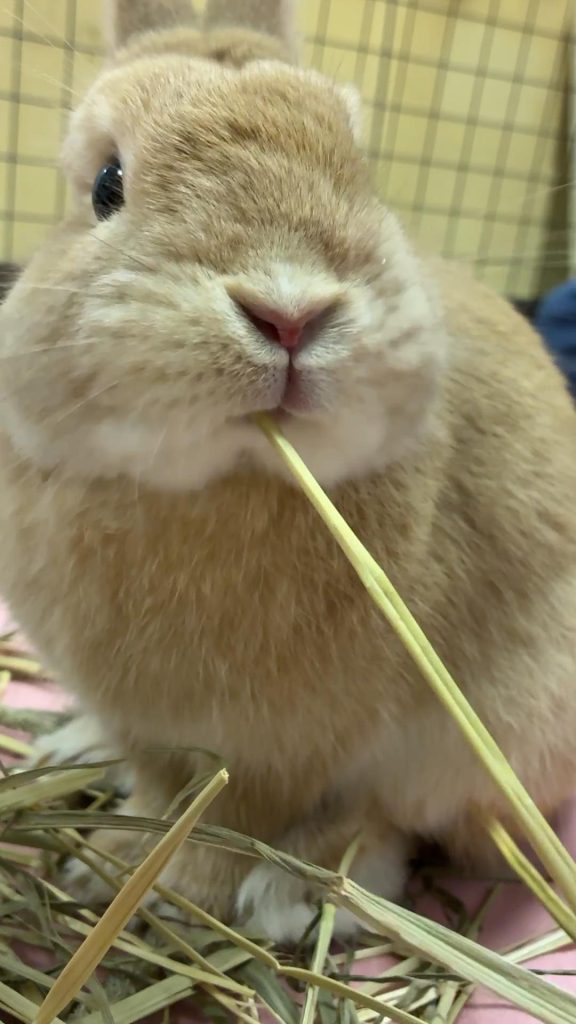 チモシー食べるうさぎ