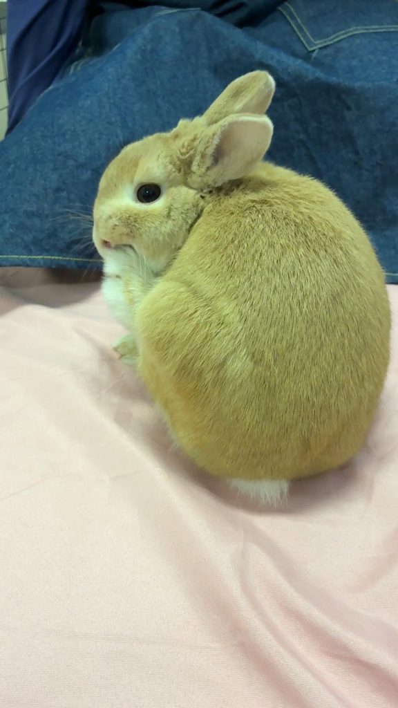 チモシー食べないうさぎ