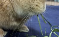 イタリアンライグラスを食べるうさぎ