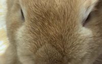 体調不良のうさぎ