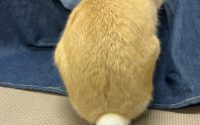 うさぎ
