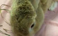 チモシー食べるうさぎ