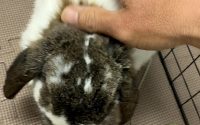 牧草食べないうさぎ
