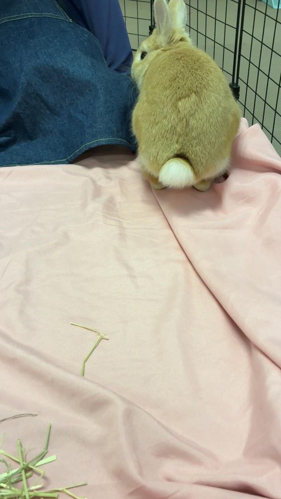 牧草食べないうさぎ