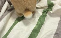 チモシー食べないうさぎ