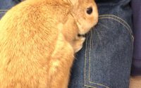 牧草食べないうさぎ