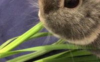 生オーツヘイを食べるうさぎ