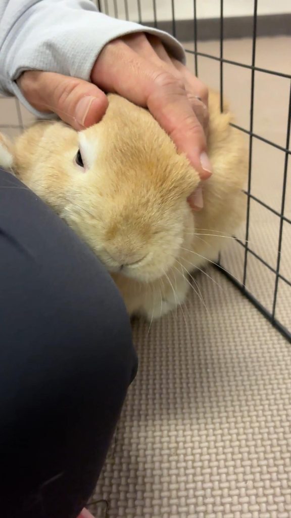 うさぎチモシー食べない