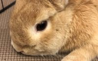 体調悪いうさぎ