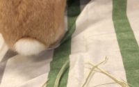 チモシー食べないうさぎ