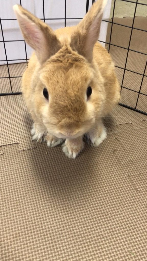チモシー食べないうさぎ