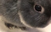 シニアうさぎがチモシー食べない