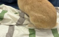 チモシー食べないうさぎ