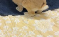 牧草を食べないうさぎ