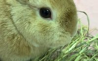 チモシー食べるうさぎ