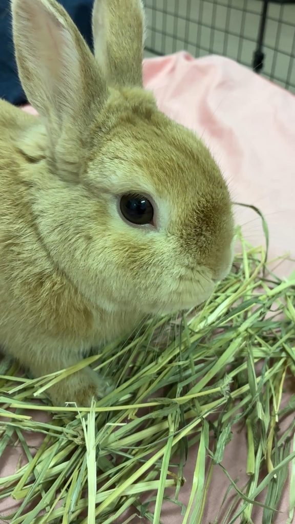 チモシー食べるうさぎ