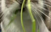 生牧草食べるうさぎ