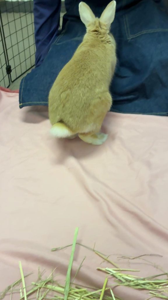 チモシー食べないうさぎ