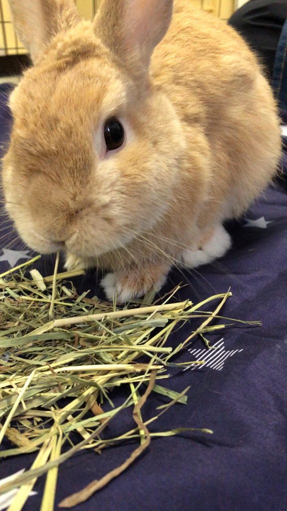チモシーを食べるうさぎ
