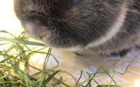 やわらかい牧草を食べるシニアうさぎ