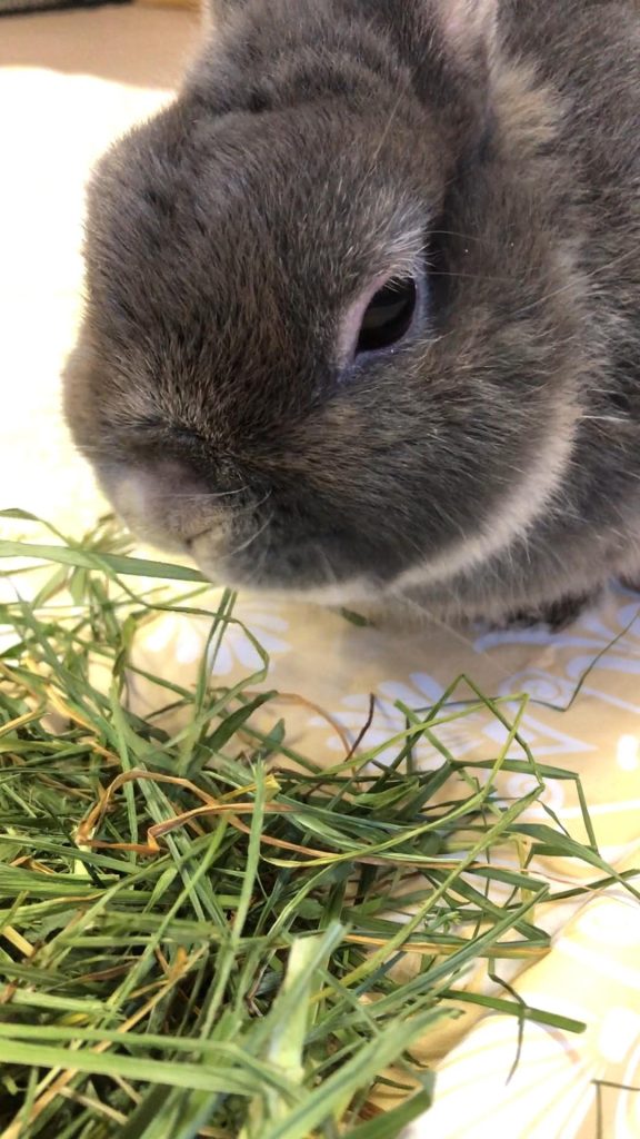 やわらかい牧草を食べるシニアうさぎ