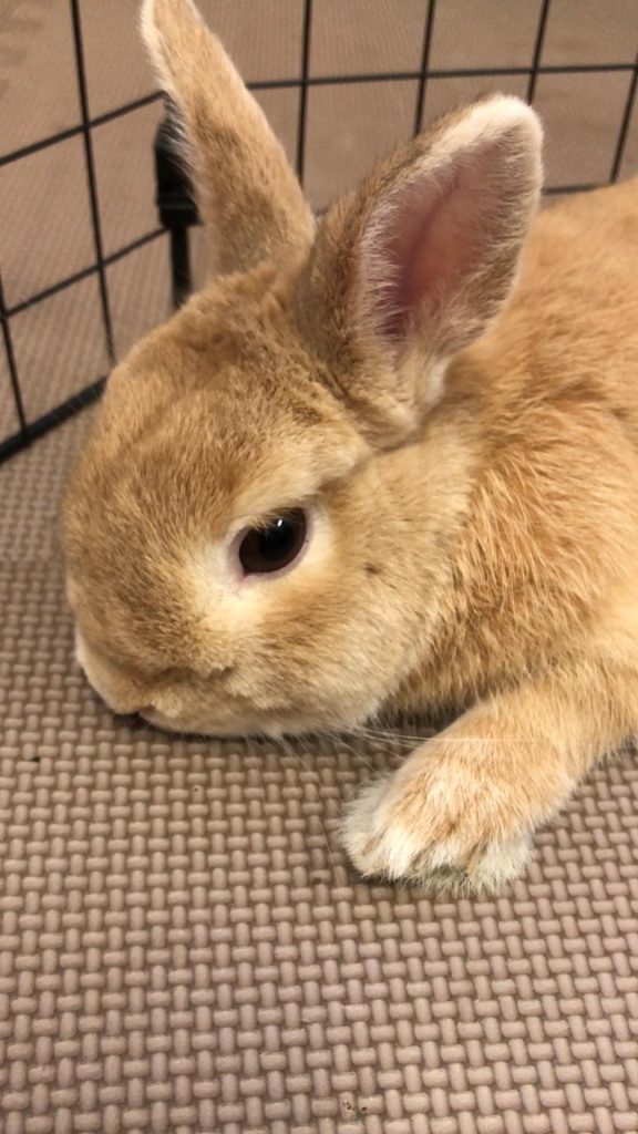 体調不良のうさぎ
