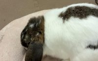 うさぎホーランドロップ
