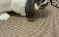 歩くうさぎ