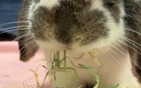 チモシー食べるうさぎ