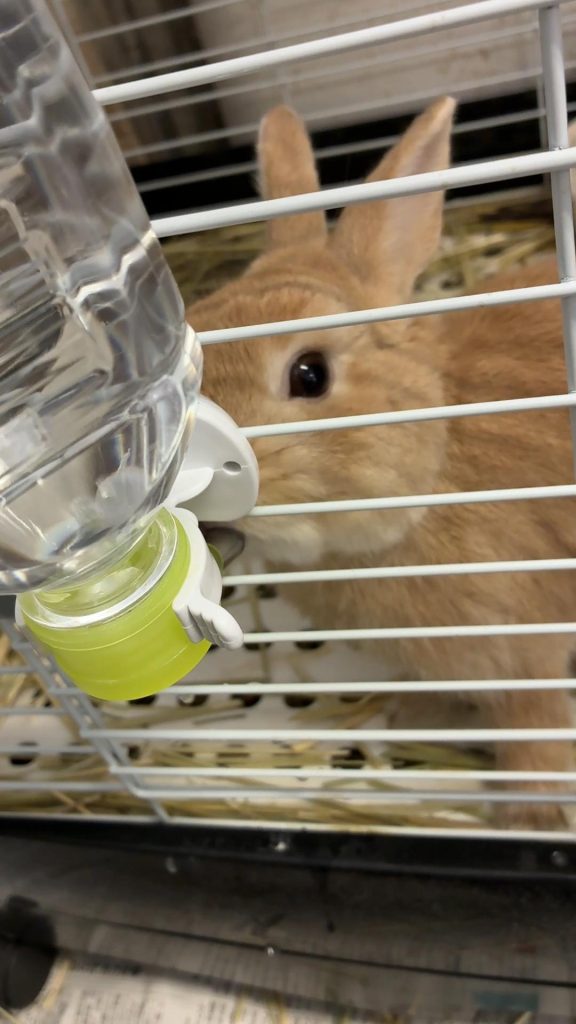 水を飲むうさぎ
