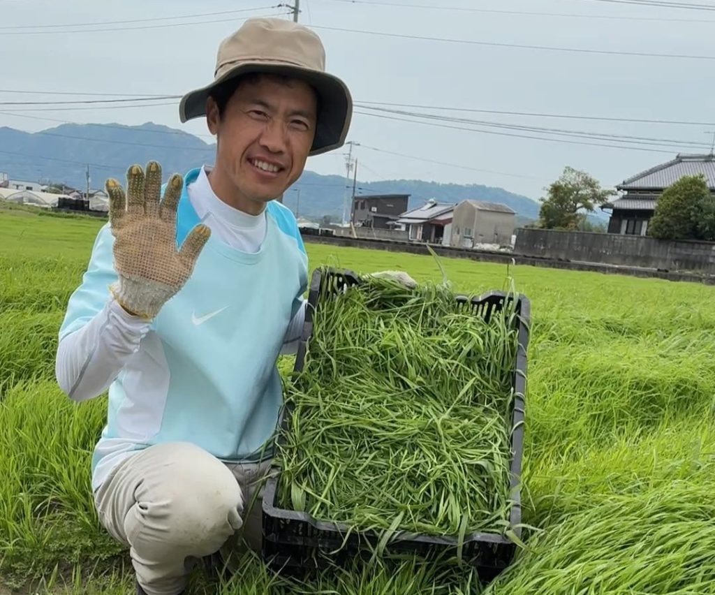 チモシー牧草の収穫