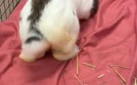 チモシー食べないうさぎ