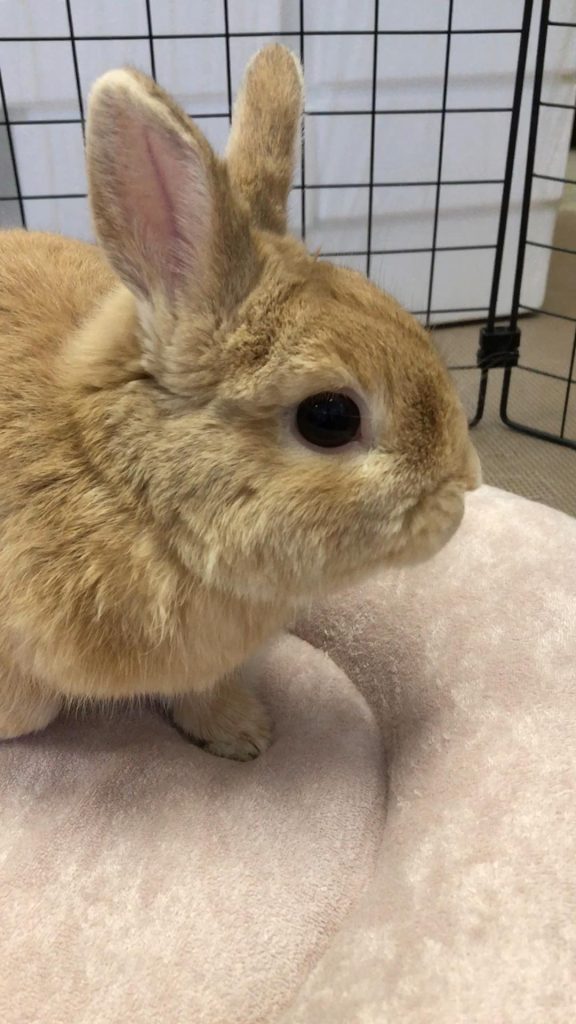 食欲落ちたうさぎ