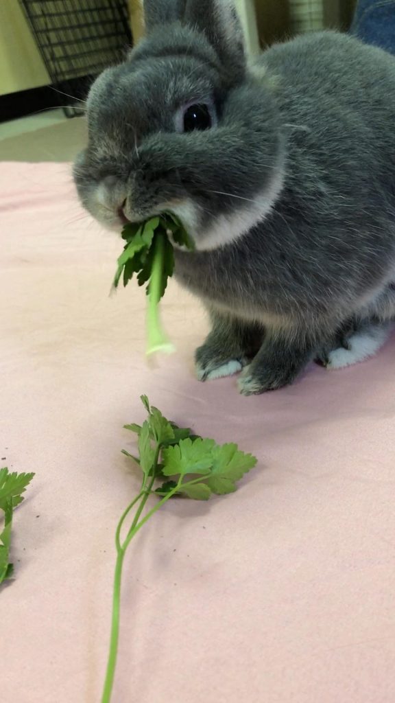 生イタリアンパセリを食べるうさぎ