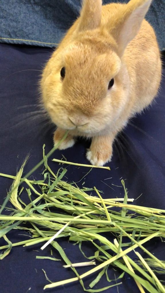 牧草を食べるうさぎ