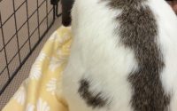 牧草を食べないうさぎ