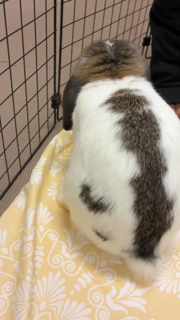 牧草を食べないうさぎ