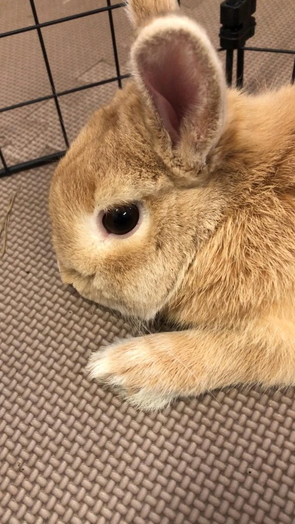 うさぎの体調不良
