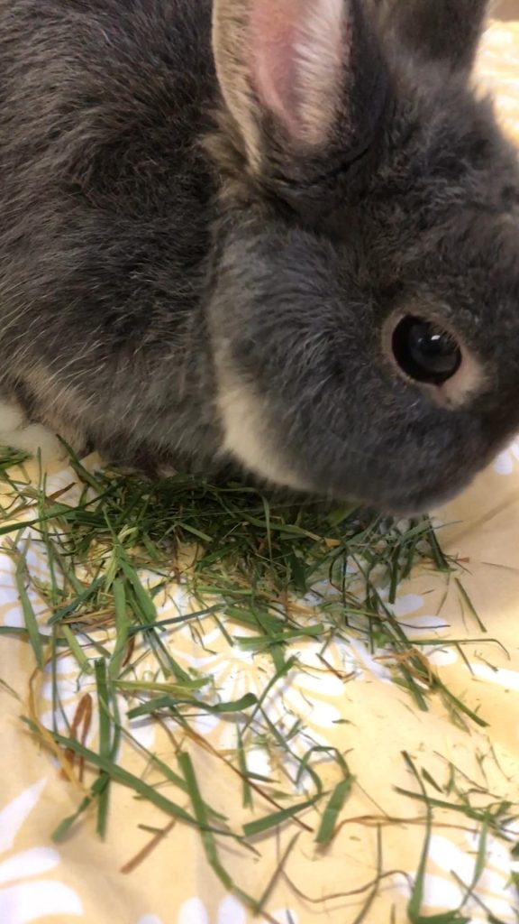 イタリアンライグラス牧草を食べるうさぎ